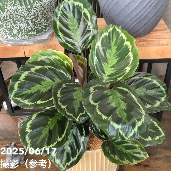 現品お届け】赤塚オリジナルインテリアグリーン カラテア メダリオン