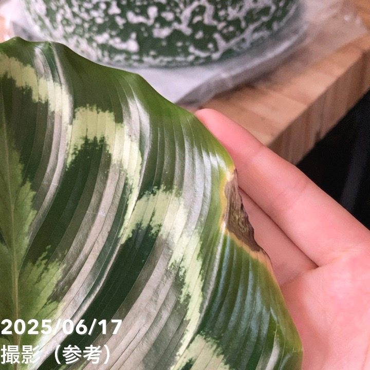 現品お届け】赤塚オリジナルインテリアグリーン カラテア メダリオン