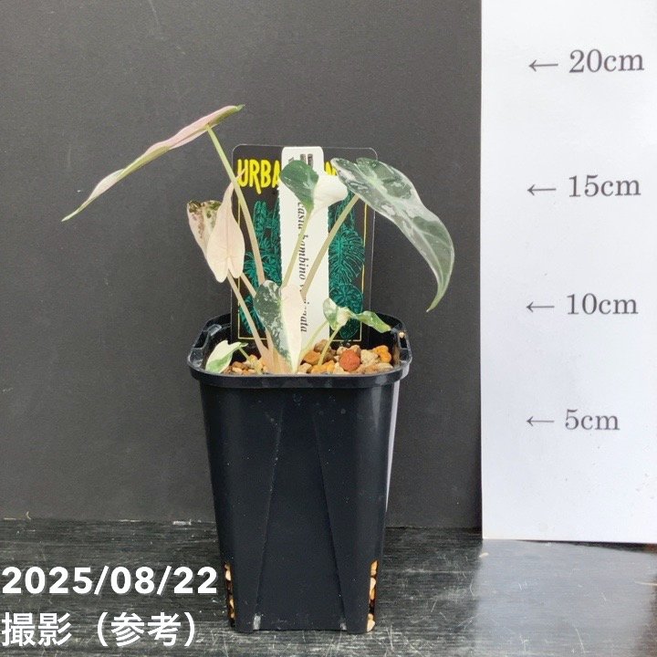 アロカシア　バンビーノ斑入り　親株＆子株セット　美株　中株　メルカリ便 アロカシア バンビーノ斑入り 親株＆子株セット 美株 中株