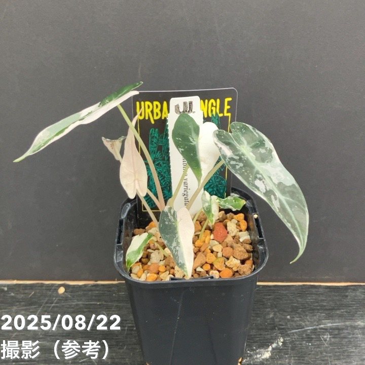 現品お届け】アロカシア バンビーノ 斑入り Alocasia bambino