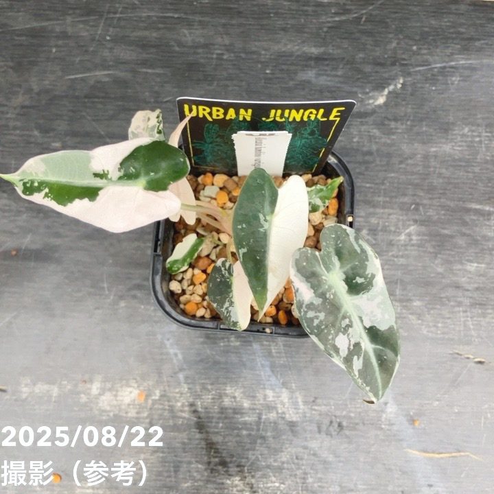 現品お届け】アロカシア バンビーノ 斑入り Alocasia bambino