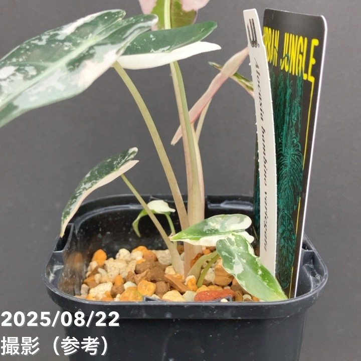 現品お届け】アロカシア バンビーノ 斑入り Alocasia bambino
