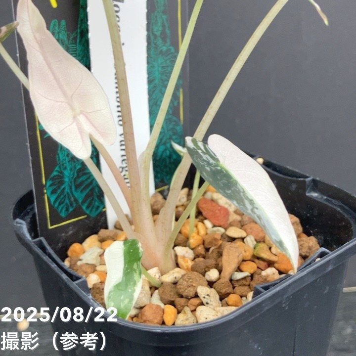アロカシア バンビーノ 斑入り 観葉植物 小型 現品お届け】アロカシア バンビーノ 斑入り Alocasia bambino