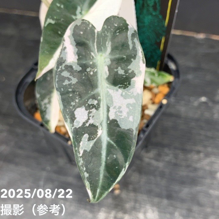 アロカシア　バンビーノ斑入り　親株＆子株セット　美株　中株　メルカリ便 アロカシア バンビーノ斑入り 親株＆子株セット 美株 中株