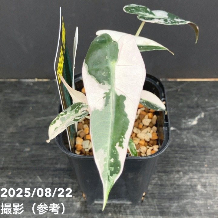 現品お届け】アロカシア バンビーノ 斑入り Alocasia bambino