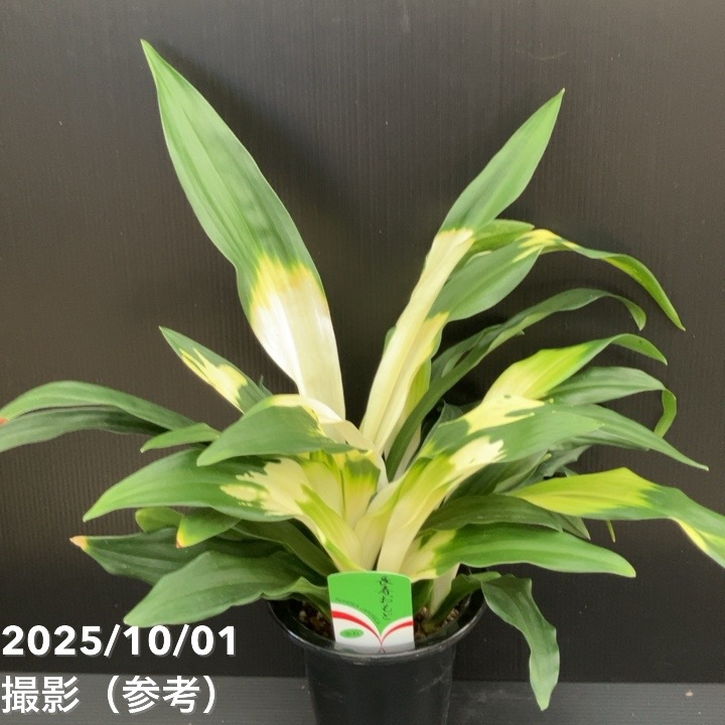 万年青（オモト）5.5号 長寿おもと 宗石｜観葉10-TU | 観葉・多肉