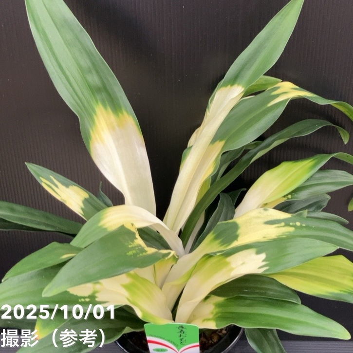 万年青（オモト）5.5号 長寿おもと 宗石｜観葉10-TU | 観葉・多肉