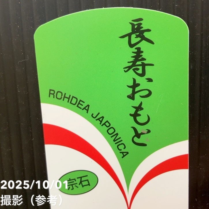万年青（オモト）5.5号 長寿おもと 宗石｜観葉10-TU | 観葉・多肉
