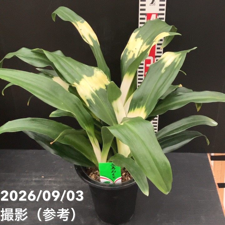 万年青（オモト）5.5号 長寿おもと 宗石｜観葉10-TU | 観葉・多肉