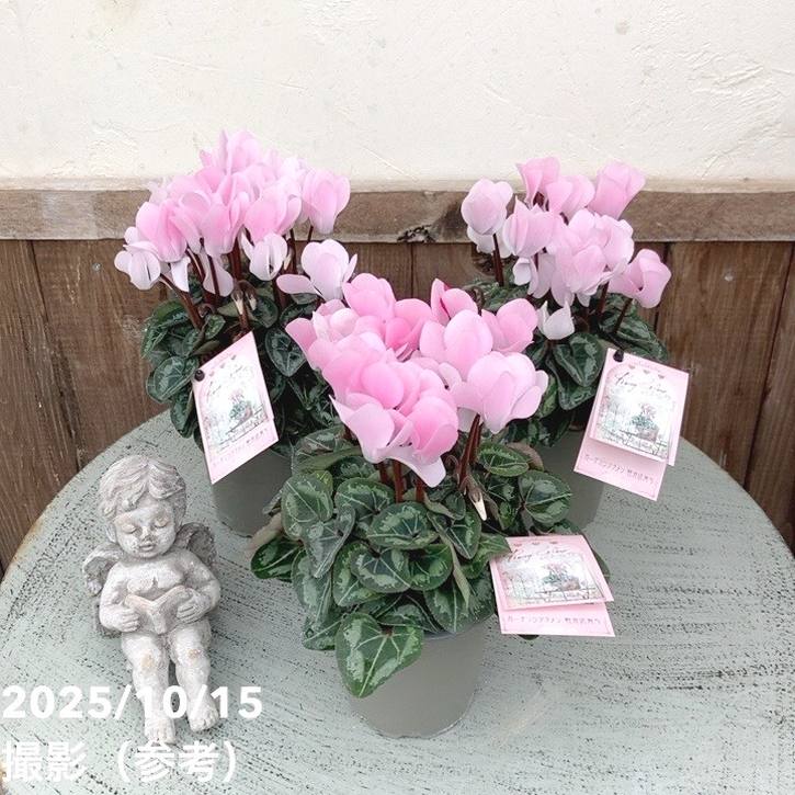 ガーデンシクラメン ロージーグロー Rosy Glow 3号×3株セット｜草花04