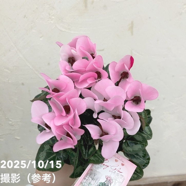 ガーデンシクラメン ロージーグロー Rosy Glow 3号×3株セット｜草花04