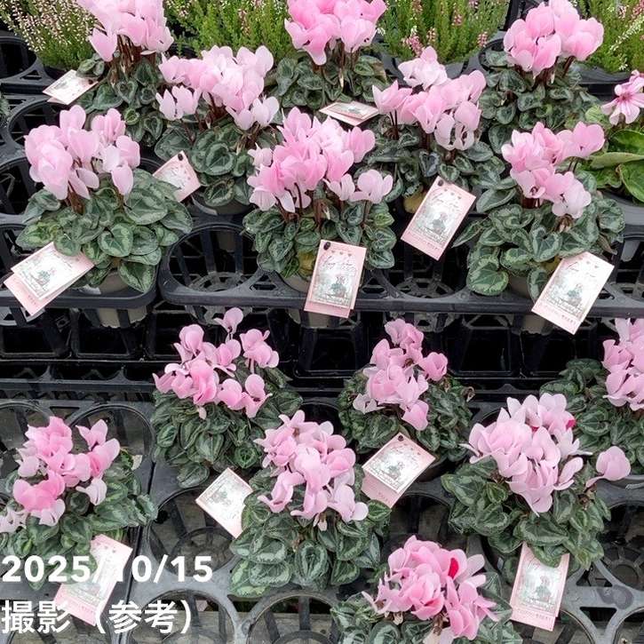 ガーデンシクラメン ロージーグロー Rosy Glow 3号×3株セット｜草花04