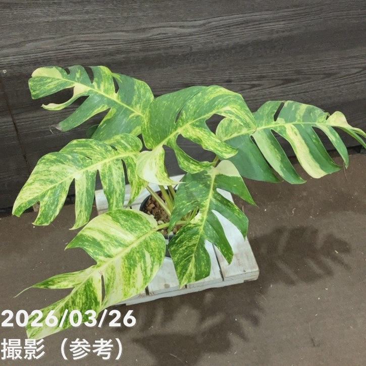 現品お届け】エピプレムナム アマゾンゴールド Epipremnum 'Amazon