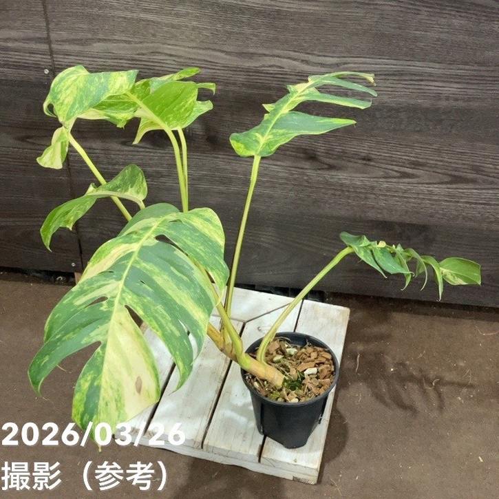 決算P5倍！8/2まで】【現品お届け】エピプレムナム アマゾンゴールド