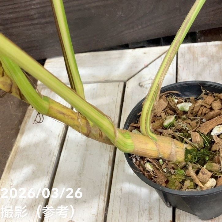 現品お届け】エピプレムナム アマゾンゴールド Epipremnum 'Amazon