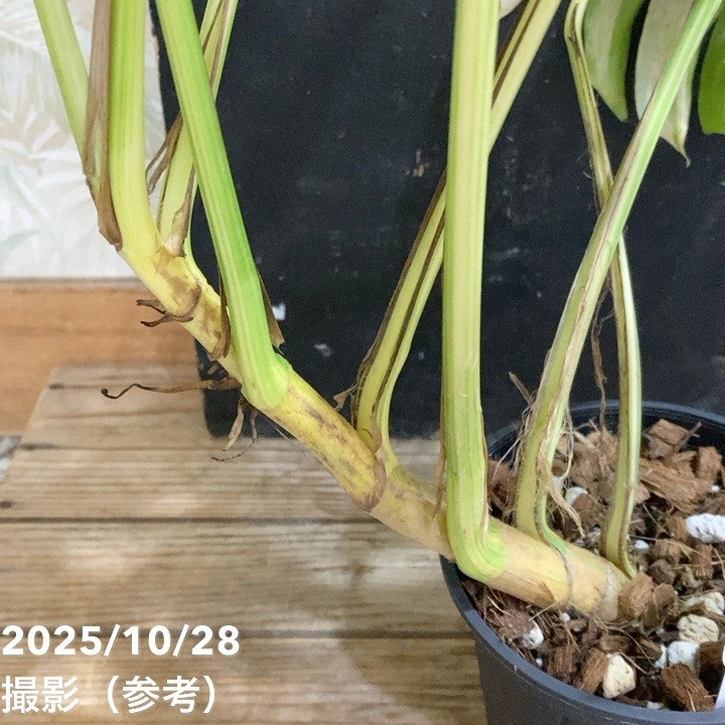 現品お届け】エピプレムナム アマゾンゴールド Epipremnum 'Amazon