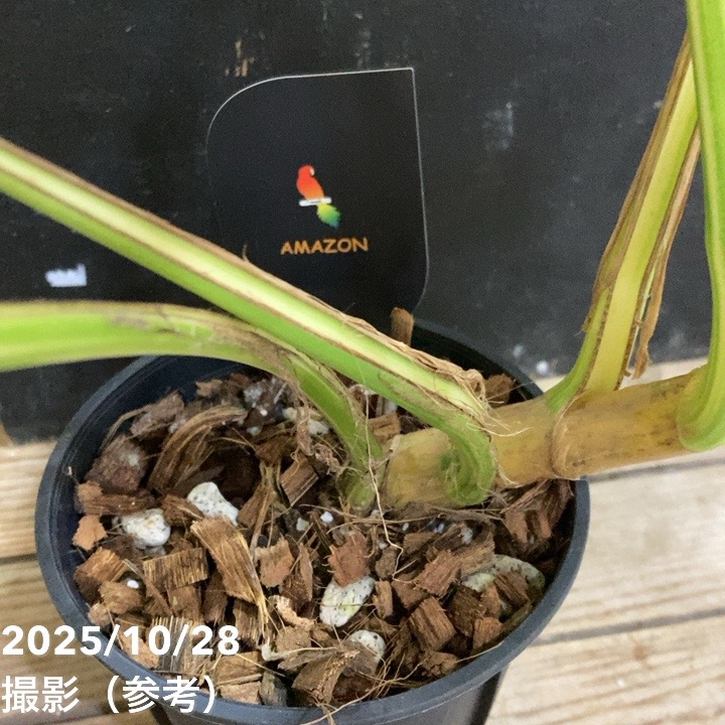 現品お届け】エピプレムナム アマゾンゴールド Epipremnum 'Amazon