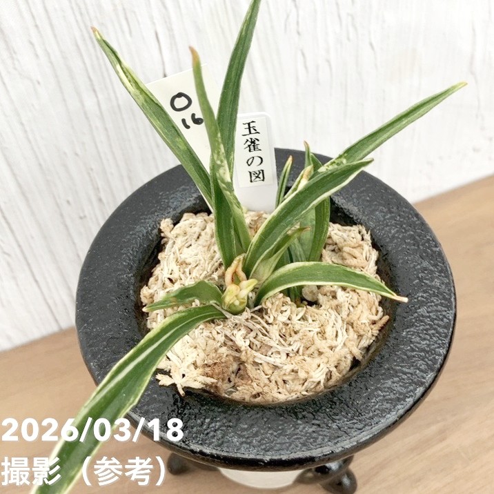 現品お届け】豊明園 万年青 オモト 玉雀の図 陶器鉢（O16）｜観葉10-TU