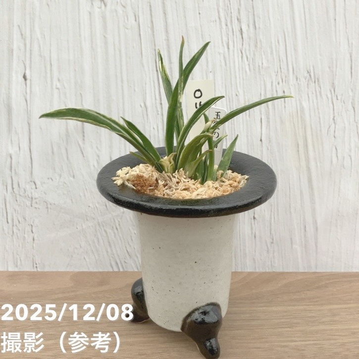 現品お届け】豊明園 万年青 オモト 玉雀の図 陶器鉢（O16）｜観葉10-TU