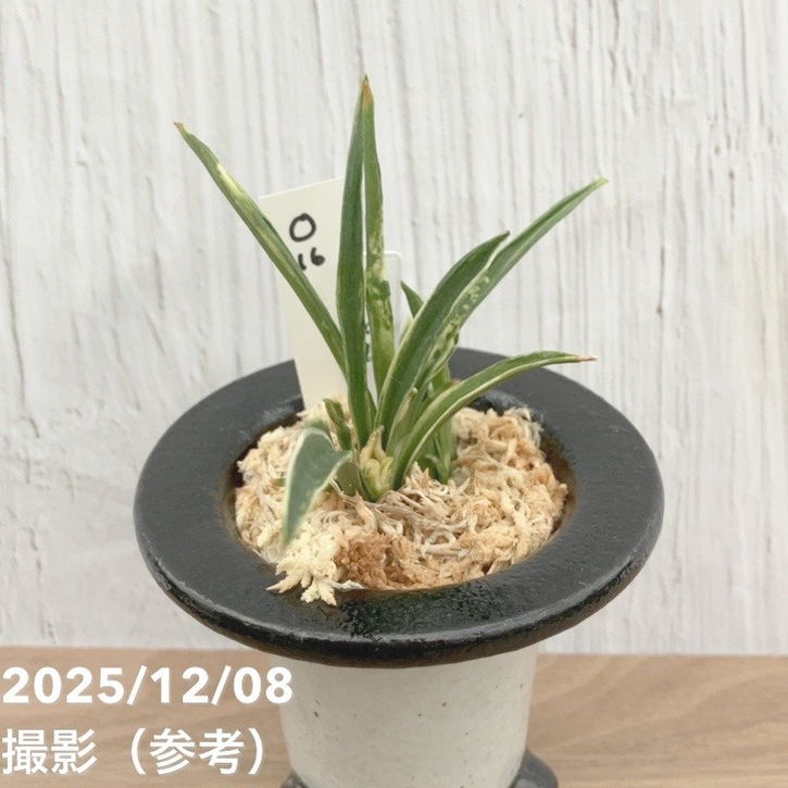 現品お届け】豊明園 万年青 オモト 玉雀の図 陶器鉢（O16）｜観葉10-TU