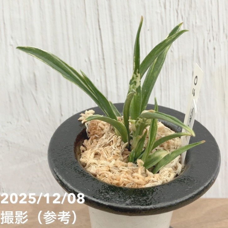 現品お届け】豊明園 万年青 オモト 玉雀の図 陶器鉢（O16）｜観葉10-TU