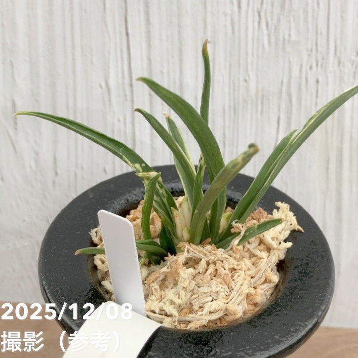 現品お届け】豊明園 万年青 オモト 玉雀の図 陶器鉢（O16）｜観葉10-TU