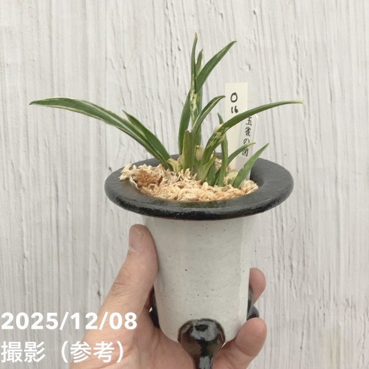 現品お届け】豊明園 万年青 オモト 玉雀の図 陶器鉢（O16）｜観葉10-TU