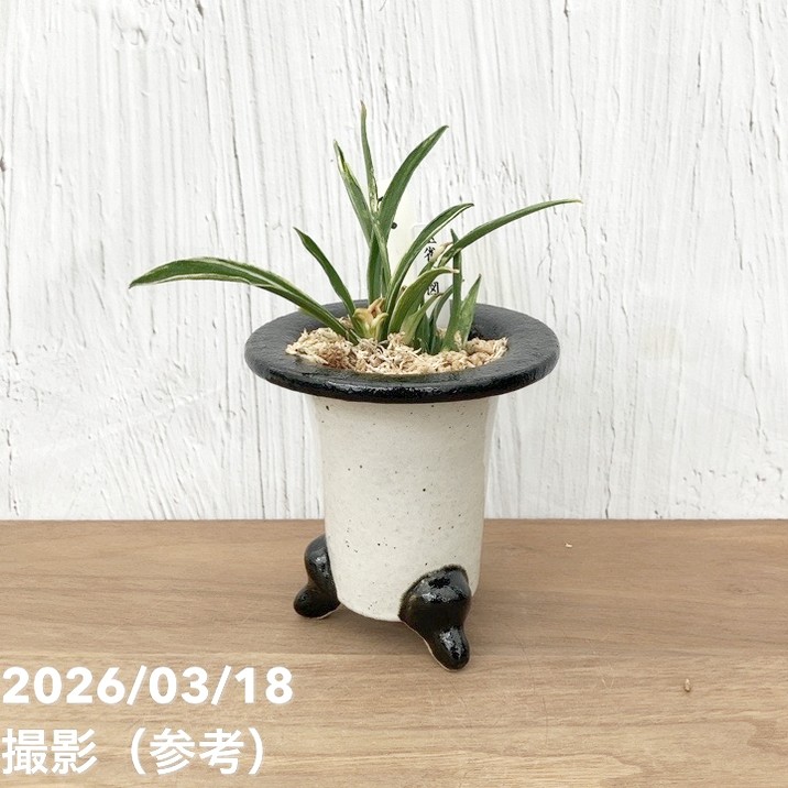 現品お届け】豊明園 万年青 オモト 玉雀の図 陶器鉢（O16）｜観葉10-TU