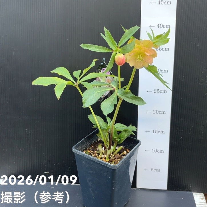 一点物】堀切園 クリスマスローズ ウィンターシンフォニー 5号角鉢