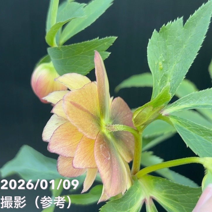 一点物】堀切園 クリスマスローズ ウィンターシンフォニー 5号角鉢