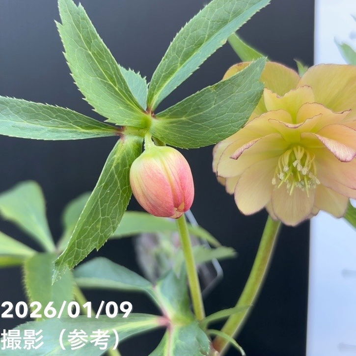 一点物】堀切園 クリスマスローズ ウィンターシンフォニー 5号角鉢