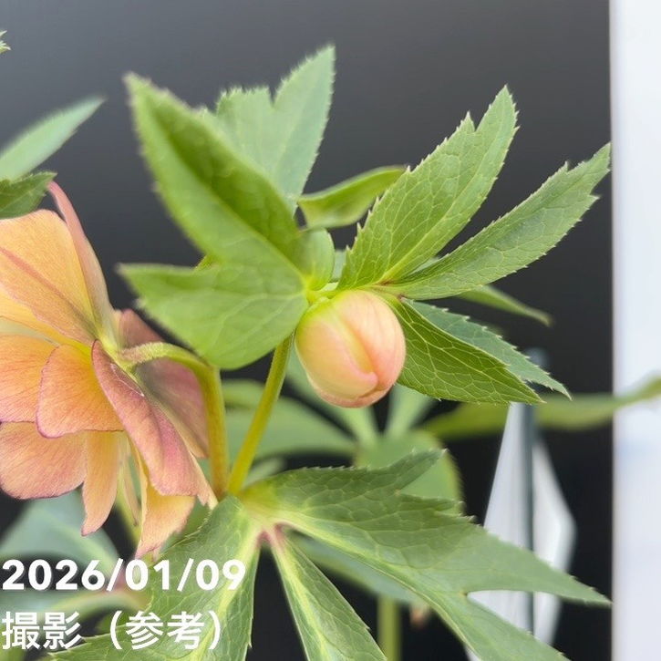 一点物】堀切園 クリスマスローズ ウィンターシンフォニー 5号角鉢