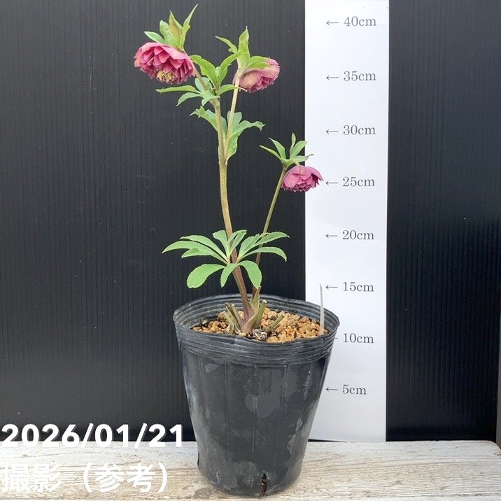 一点物】加藤農園 クリスマスローズ 4.5号（KT24）｜山野04-PA | 草花