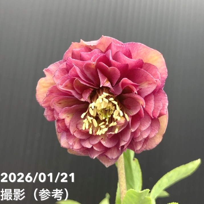 一点物】加藤農園 クリスマスローズ 4.5号（KT24）｜山野04-PA | 草花