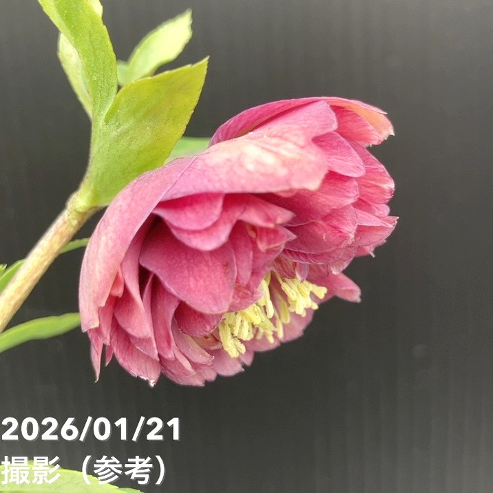 一点物】加藤農園 クリスマスローズ 4.5号（KT24）｜山野04-PA | 草花