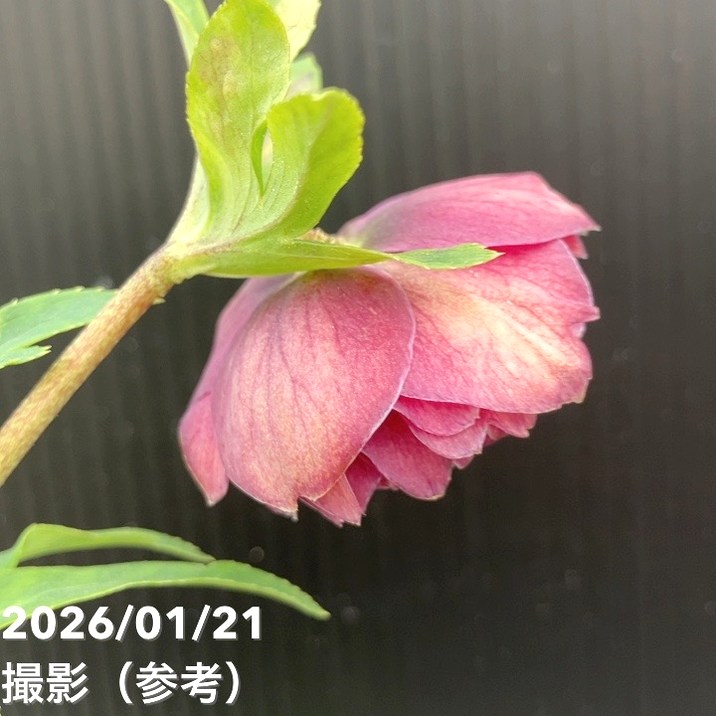 チャッピ様ご購入苗㉖-242クリスマスローズ 現品開花株】 クリスマス