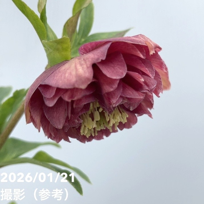 一点物】加藤農園 クリスマスローズ 4.5号（KT24）｜山野04-PA | 草花