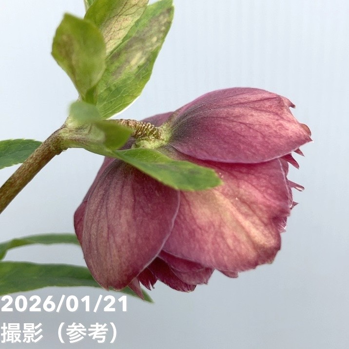 チャッピ様ご購入苗㉖-241㉖-242クリスマスローズ 一点物】加藤農園