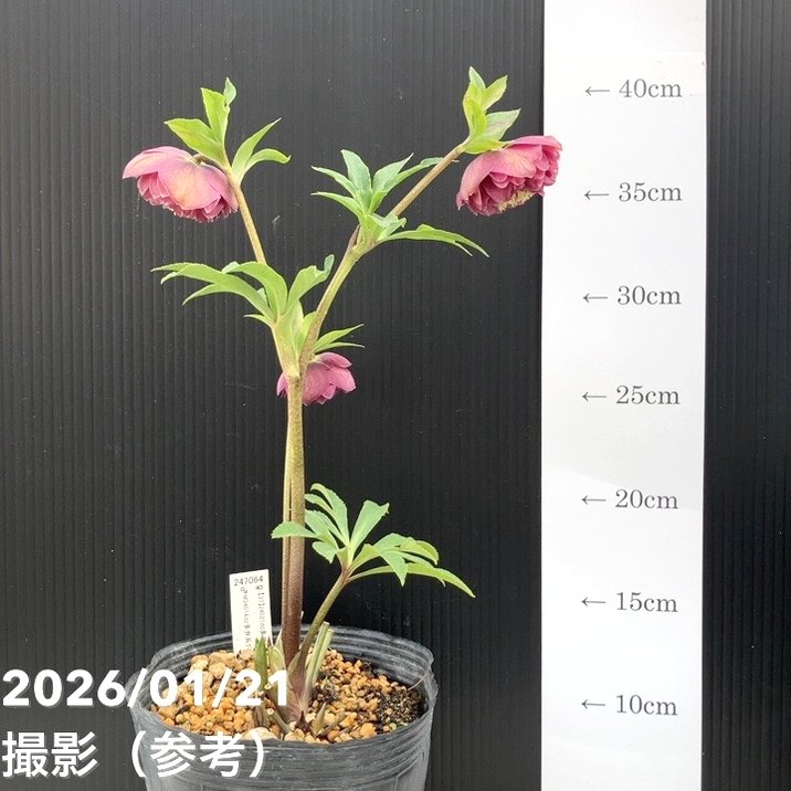 一点物】加藤農園 クリスマスローズ 4.5号（KT24）｜山野04-PA | 草花