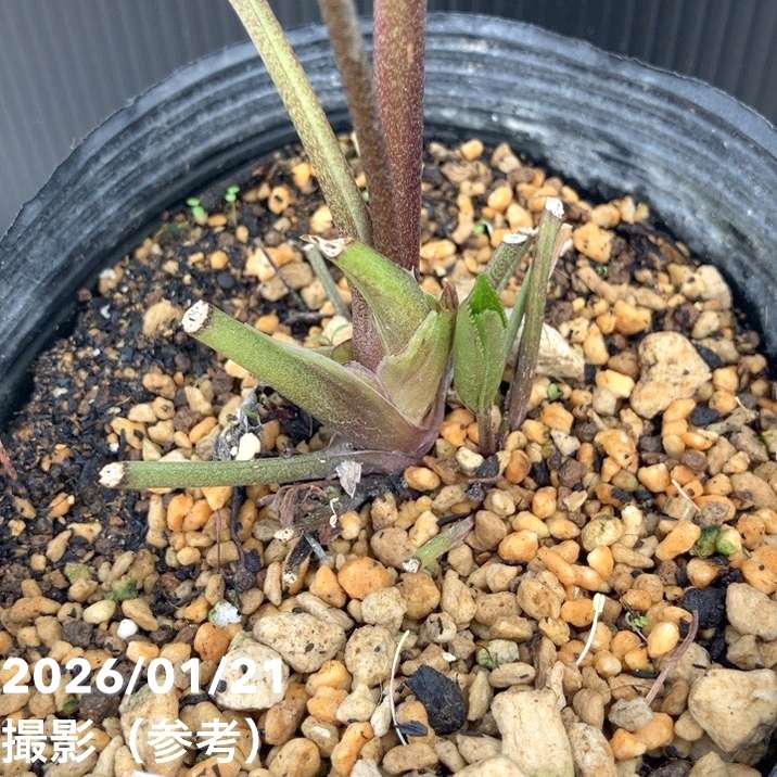 一点物】加藤農園 クリスマスローズ 4.5号（KT24）｜山野04-PA | 草花