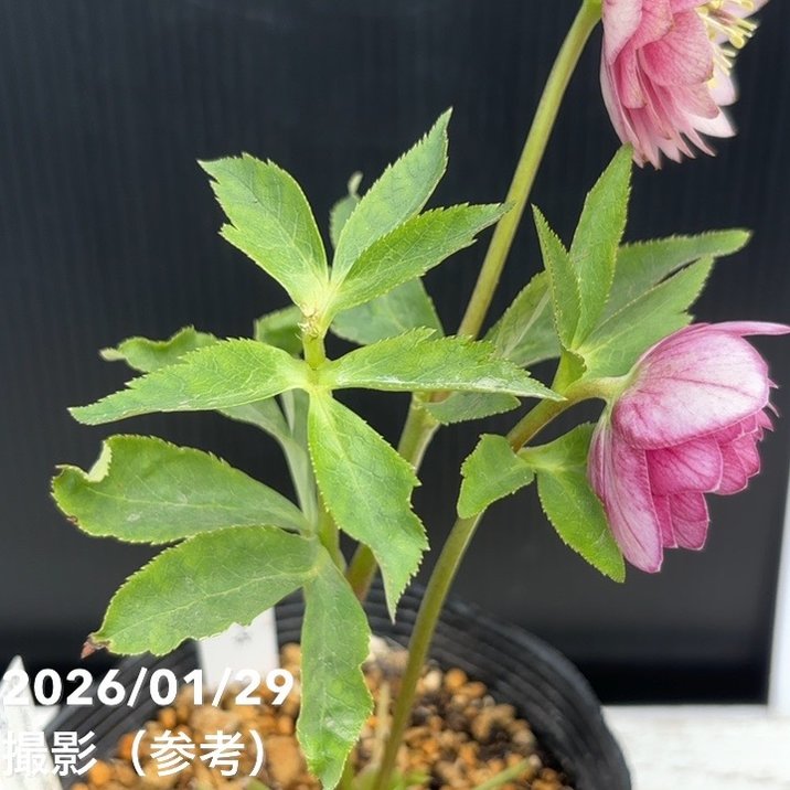 一点物】加藤農園 クリスマスローズ グロッシーカラー 4.5号（KT86