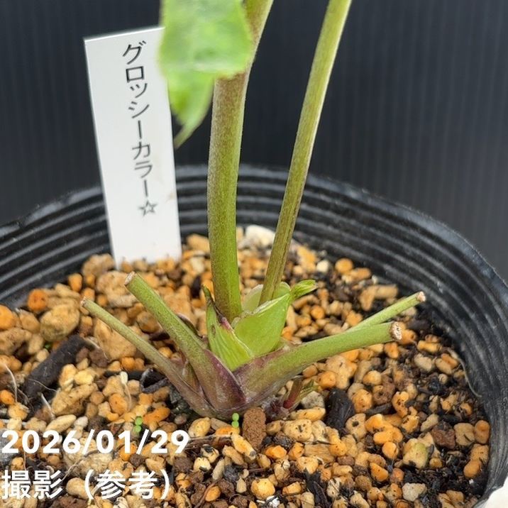 お買い得一点物咲き進み株】加藤農園 クリスマスローズ グロッシー