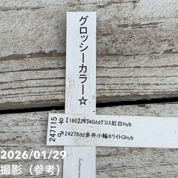 お買い得一点物咲き進み株】加藤農園 クリスマスローズ グロッシー
