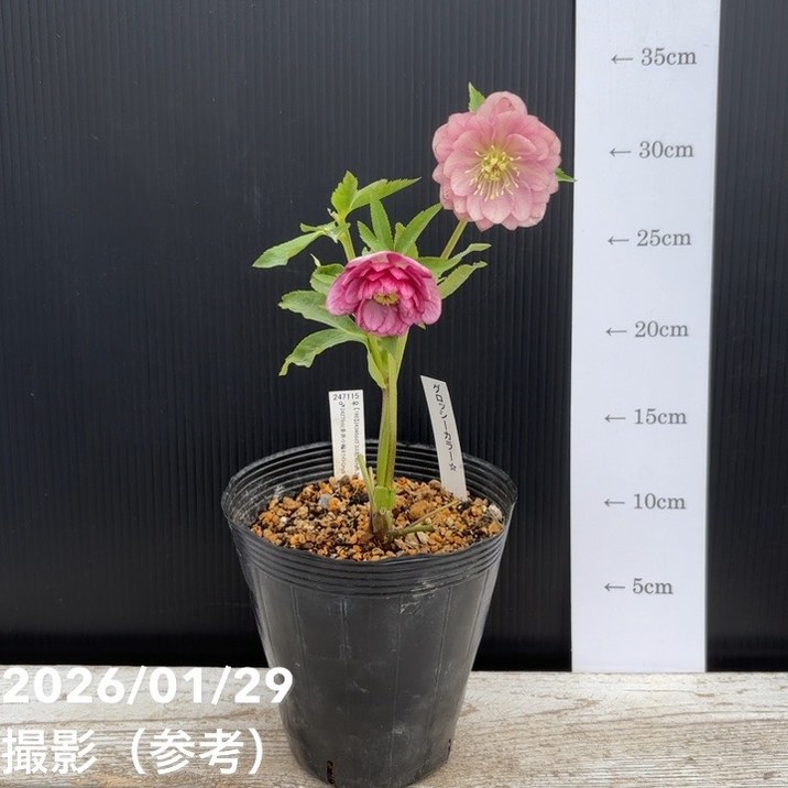 一点物】加藤農園 クリスマスローズ グロッシーカラー 4.5号（KT86