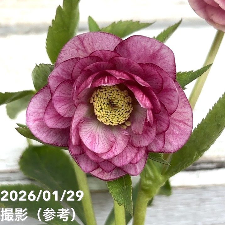 一点物】加藤農園 クリスマスローズ グロッシーカラー 4.5号（KT86