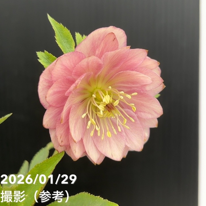 一点物】加藤農園 クリスマスローズ グロッシーカラー 4.5号（KT86