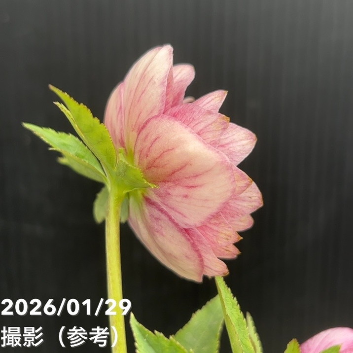 一点物】加藤農園 クリスマスローズ グロッシーカラー 4.5号（KT86