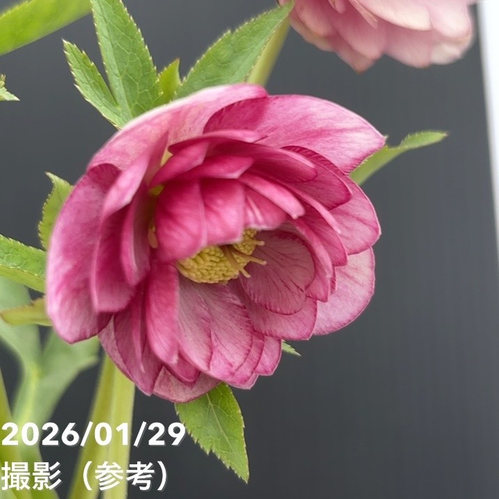 お買い得一点物咲き進み株】加藤農園 クリスマスローズ グロッシー