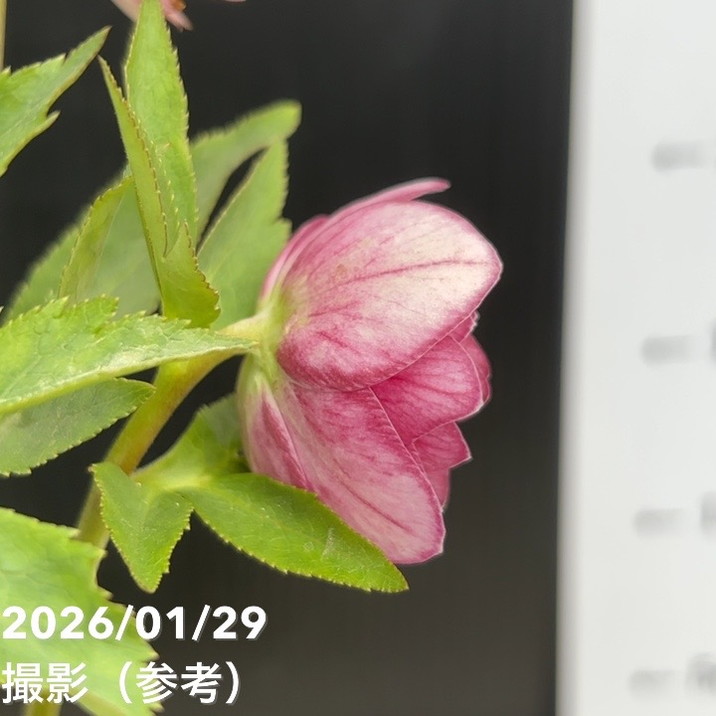 一点物】加藤農園 クリスマスローズ グロッシーカラー 4.5号（KT86