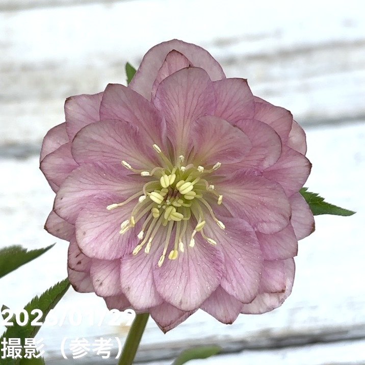 一点物】加藤農園 クリスマスローズ グロッシーカラー 4.5号（KT86